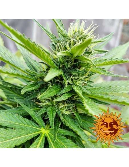 BARNEY’S FARM - LSD - 4