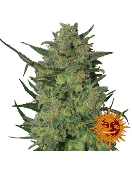BARNEY’S FARM - LSD - 5