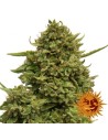 BARNEY’S FARM - Pineapple Chunk - 1