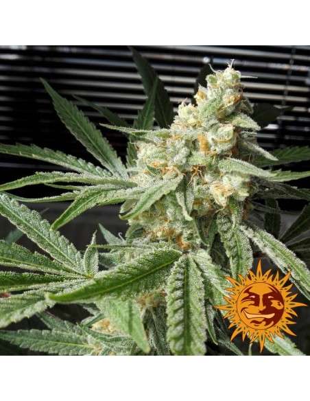 BARNEY’S FARM - Pineapple Chunk - 2