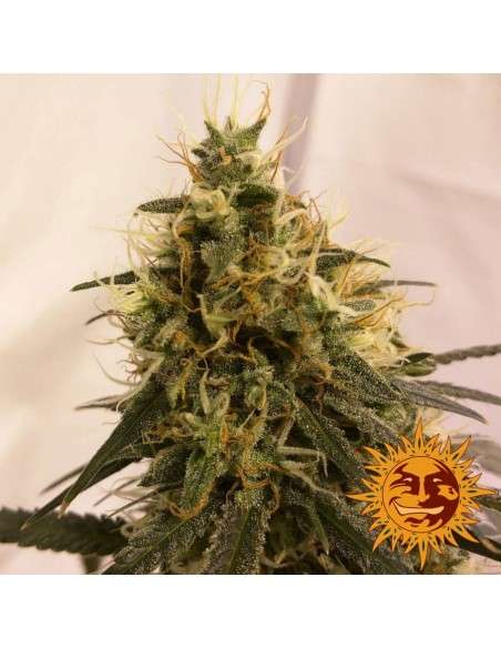 BARNEY’S FARM - Pineapple Chunk - 3