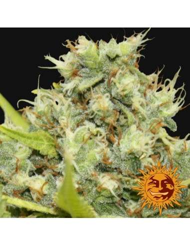 BARNEY’S FARM - Pineapple Chunk - 4