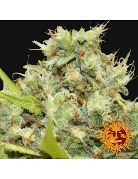 BARNEY’S FARM - Pineapple Chunk - 4