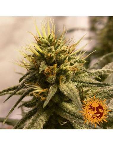 BARNEY’S FARM - Pineapple Chunk - 5