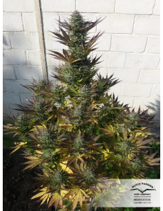 DUTCH PASSION - Orange Bud - 5 2