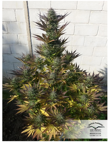 DUTCH PASSION - Orange Bud - 1