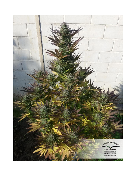 DUTCH PASSION - Orange Bud - 1