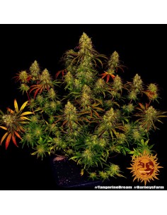 BARNEY’S FARM - Tangerine Dream - 1