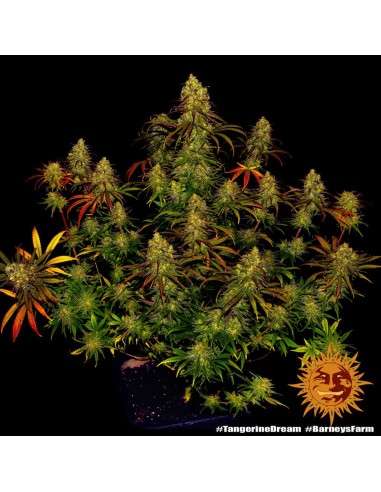 BARNEY’S FARM - Tangerine Dream - 1