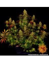 BARNEY’S FARM - Tangerine Dream - 1