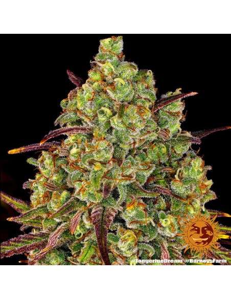 BARNEY’S FARM - Tangerine Dream - 2