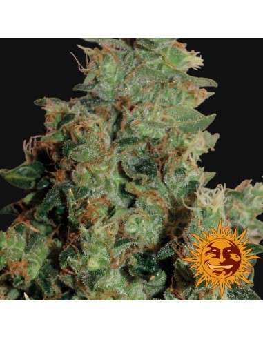 BARNEY’S FARM - Tangerine Dream - 3