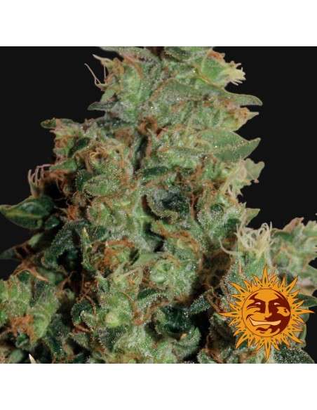 BARNEY’S FARM - Tangerine Dream - 3