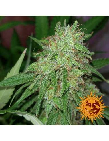 BARNEY’S FARM - Tangerine Dream - 4
