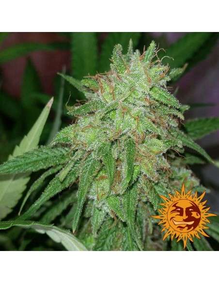 BARNEY’S FARM - Tangerine Dream - 4