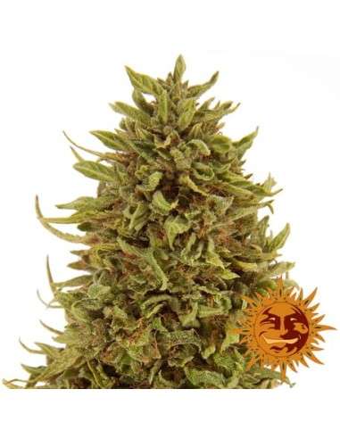 BARNEY’S FARM - Pineapple Express Auto - 1