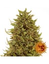 BARNEY’S FARM - Pineapple Express Auto - 1
