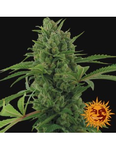 BARNEY’S FARM - Pineapple Express Auto - 1 2