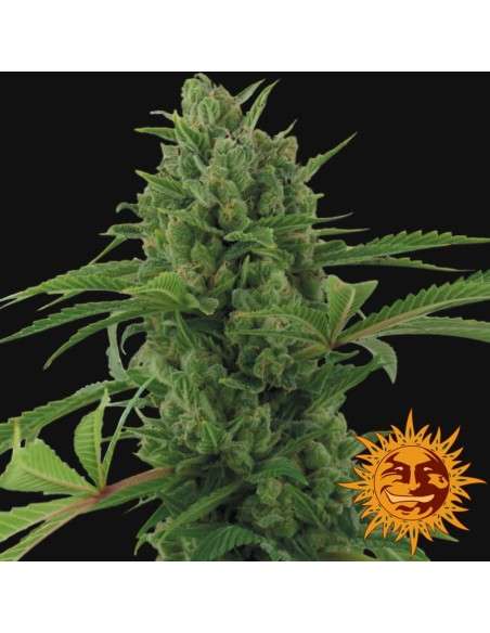BARNEY’S FARM - Pineapple Express Auto - 2