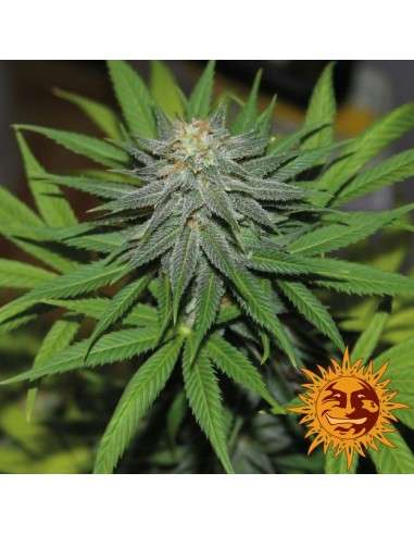 BARNEY’S FARM - Pineapple Express Auto - 3