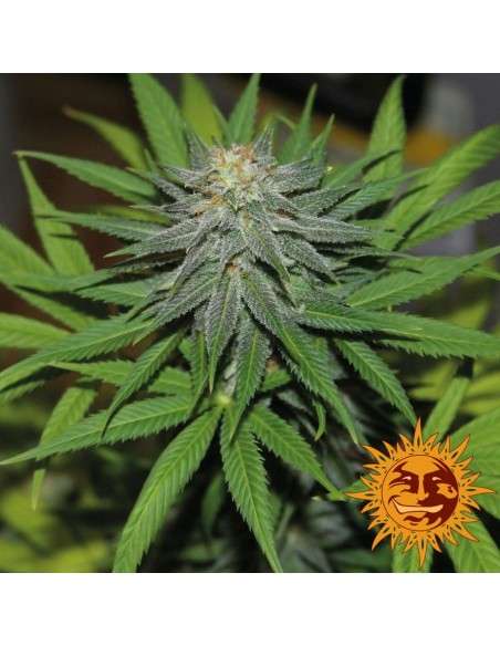 BARNEY’S FARM - Pineapple Express Auto - 3