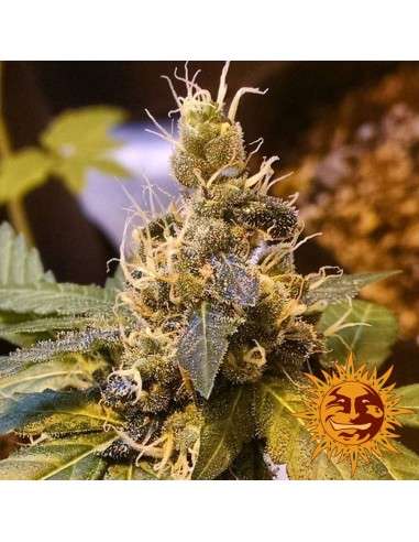 BARNEY’S FARM - Pineapple Express Auto - 4