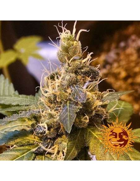 BARNEY’S FARM - Pineapple Express Auto - 4