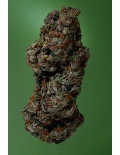 SOMA SEEDS - Amnesia Haze - 1