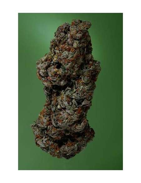 SOMA SEEDS - Amnesia Haze - 1