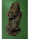 SOMA SEEDS - Amnesia Haze - 1