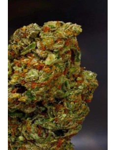 SOMA SEEDS - Lavender - 1