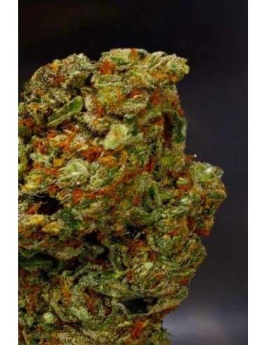 SOMA SEEDS - Lavender - 1