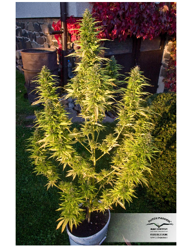 DUTCH PASSION - Orange Bud - 2