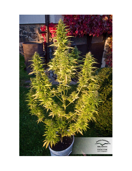 DUTCH PASSION - Orange Bud - 2