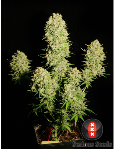 SERIOUS SEEDS - Chronic - 1