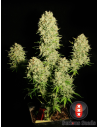 SERIOUS SEEDS - Chronic - 1