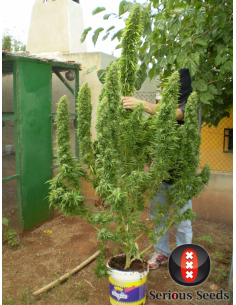 SERIOUS SEEDS - Chronic - 1 2