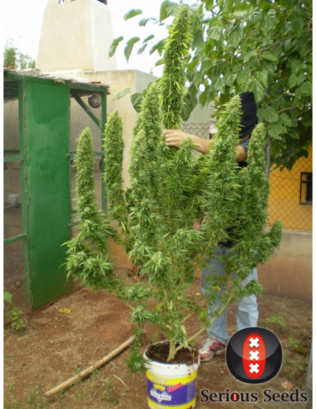 SERIOUS SEEDS - Chronic - 2