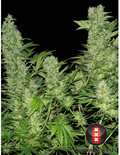 SERIOUS SEEDS - Double Dutch - 1