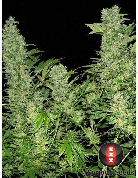 SERIOUS SEEDS - Double Dutch - 1