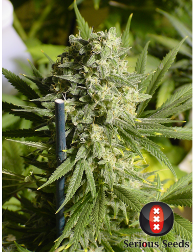 SERIOUS SEEDS - Double Dutch - 2
