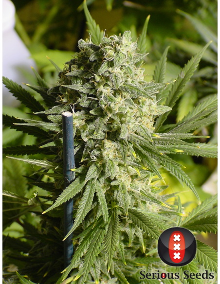 SERIOUS SEEDS - Double Dutch - 2