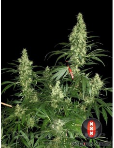 SERIOUS SEEDS - Kali Mist - 1