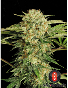 SERIOUS SEEDS - Motavation - 1