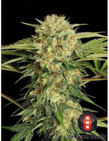 SERIOUS SEEDS - Motavation - 1