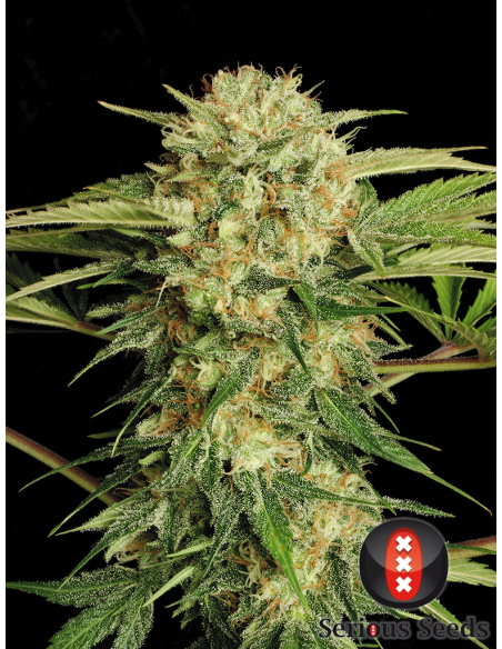 SERIOUS SEEDS - Motavation - 1