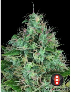 SERIOUS SEEDS - Serious 6 - 1