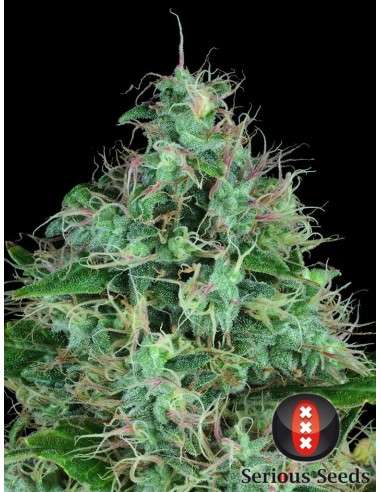 SERIOUS SEEDS - Serious 6 - 1