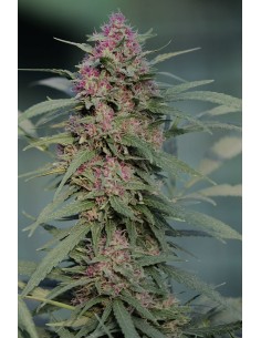 SERIOUS SEEDS - Serious 6 - 1 2