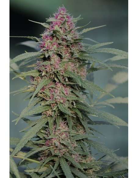 SERIOUS SEEDS - Serious 6 - 2